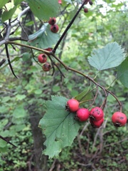 Crataegus canadensis