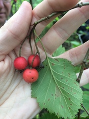 Crataegus canadensis