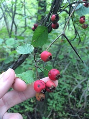 Crataegus canadensis