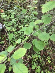 Crataegus canadensis
