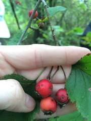 Crataegus canadensis