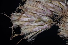 Eutrochium steelei