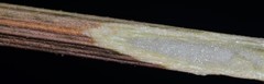 Eutrochium steelei