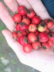 Crataegus canadensis