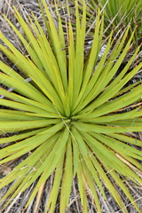 Yucca reverchonii