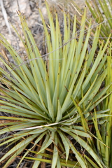 Yucca reverchonii