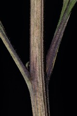 Eutrochium steelei