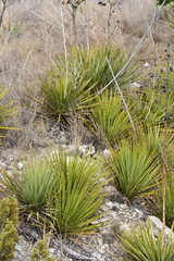 Yucca reverchonii