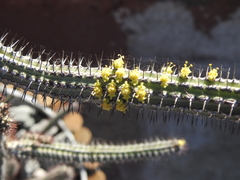 Euphorbia horrida