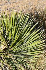 Yucca reverchonii