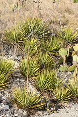 Yucca reverchonii