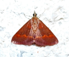 Pyrausta pseuderosnealis