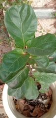 Ficus