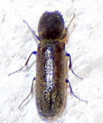 Amphicerus bicaudatus