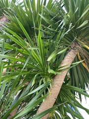Dracaena cochinchinensis
