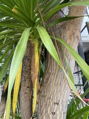 Dracaena cochinchinensis