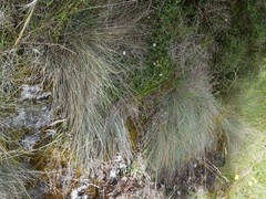 Festuca actae