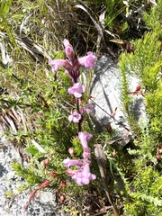 Harveya pauciflora