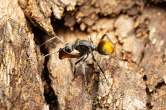 Polyrhachis thusnelda