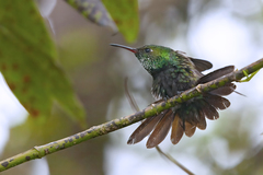 Riccordia swainsonii