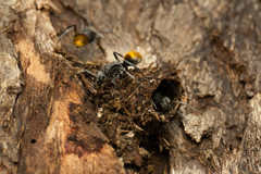 Polyrhachis thusnelda