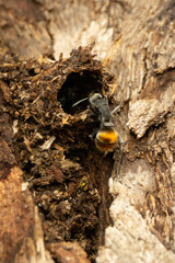 Polyrhachis thusnelda