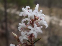 Leucopogon pimeleoides