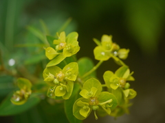 Euphorbia cornigera