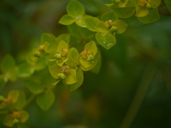 Euphorbia cornigera