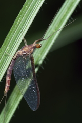 Ichthybotus hudsoni