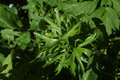 Ranunculus caucasicus
