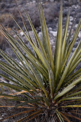 Yucca torreyi