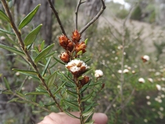 Spyridium scortechinii