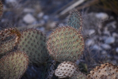Opuntia strigil