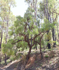 Persoonia longifolia