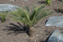 Cycas cairnsiana