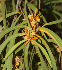 Persoonia longifolia