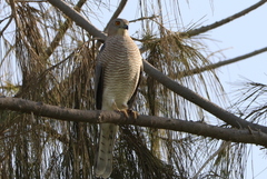 Accipiter badius