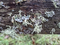 Evernia prunastri