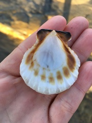 Nodipecten subnodosus