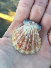 Nodipecten subnodosus