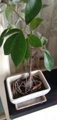 Ficus microcarpa