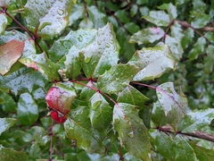 Berberis aquifolium