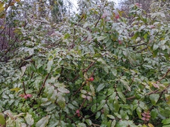 Berberis aquifolium