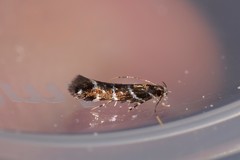 Stagmatophora argyrostrepta