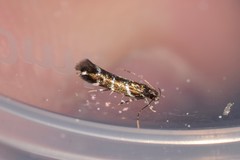 Stagmatophora argyrostrepta