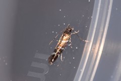 Stagmatophora argyrostrepta