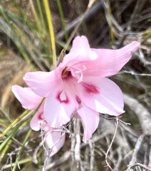 Gladiolus pappei