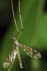 Mischoderus annuliferus