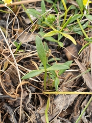 Ranunculus diminutus